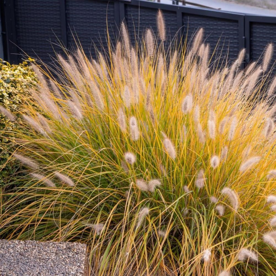 2 Foutain Grass Live Plants, Perennial Grass Clumps for Outdoor Landscaping Growing, Ornamental Grasses Ready to Grow 4-9 Inches (Dwarf White Fountain)