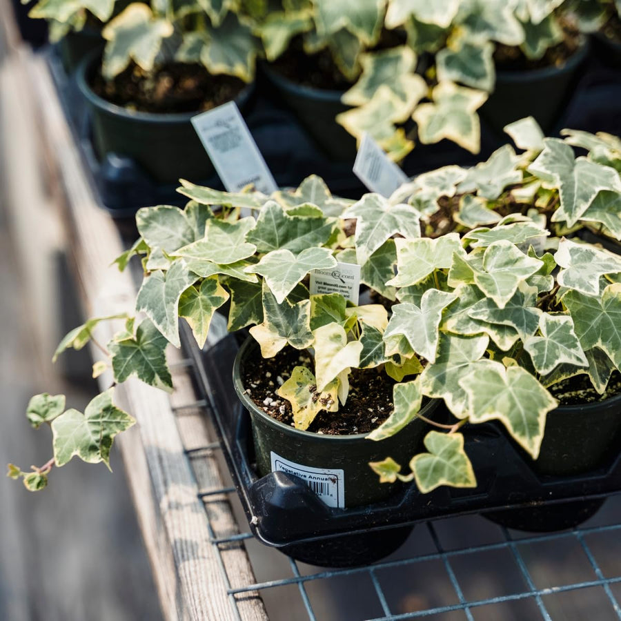 Variegated Ivy Plant, 6 Inch Pot, Hardy English Ivy Groundcover Houseplant