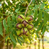 Set 2 Pecan Bareroots, Pecan Trees Live for Planting, Live Well Rooted, 8-10 Inches Tall