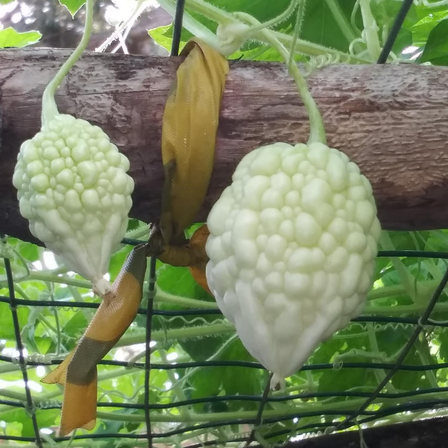 20 Bitter Melon Vegetable Seeds, Bitter Gourd Seeds for Outdoor Planting (White)