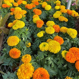 Set 3 African Marigold Live Plant,4-6" Tall, Mix Color Marigolds Flower Plant Live for Outdoor Spaces and Container Gardens, No Pot