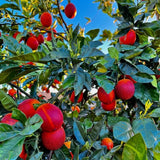 Blood Orange Citrus Plant Live, Blood Orange Plant Live, Grafted Citrus Tree, Fruit Tree, 2 to 3 Feet Tall for Outdoor Gardening