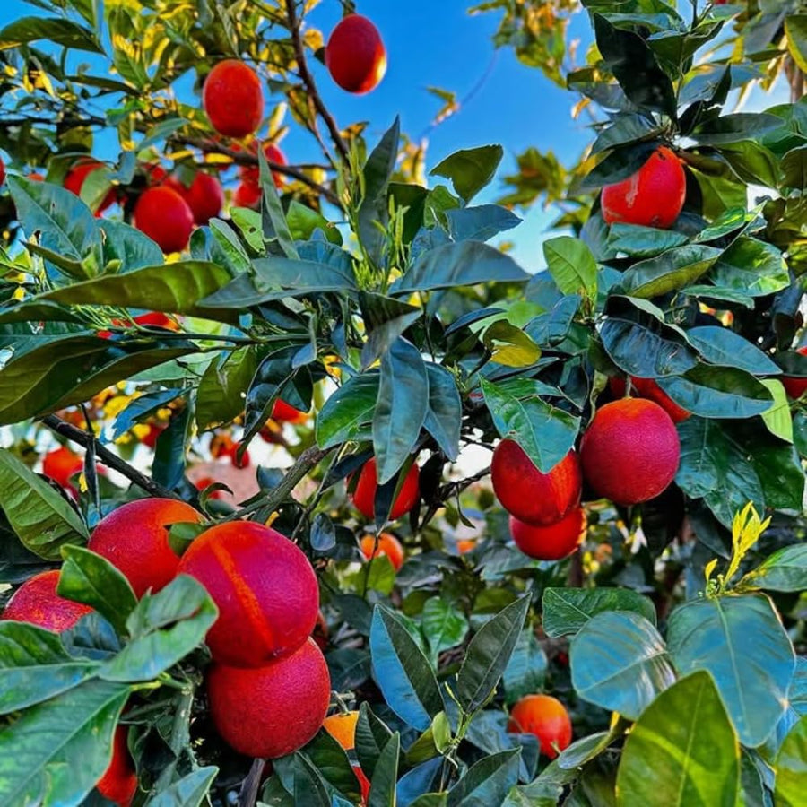 Blood Orange Citrus Plant Live, Blood Orange Plant Live, Grafted Citrus Tree, Fruit Tree, 2 to 3 Feet Tall for Outdoor Gardening