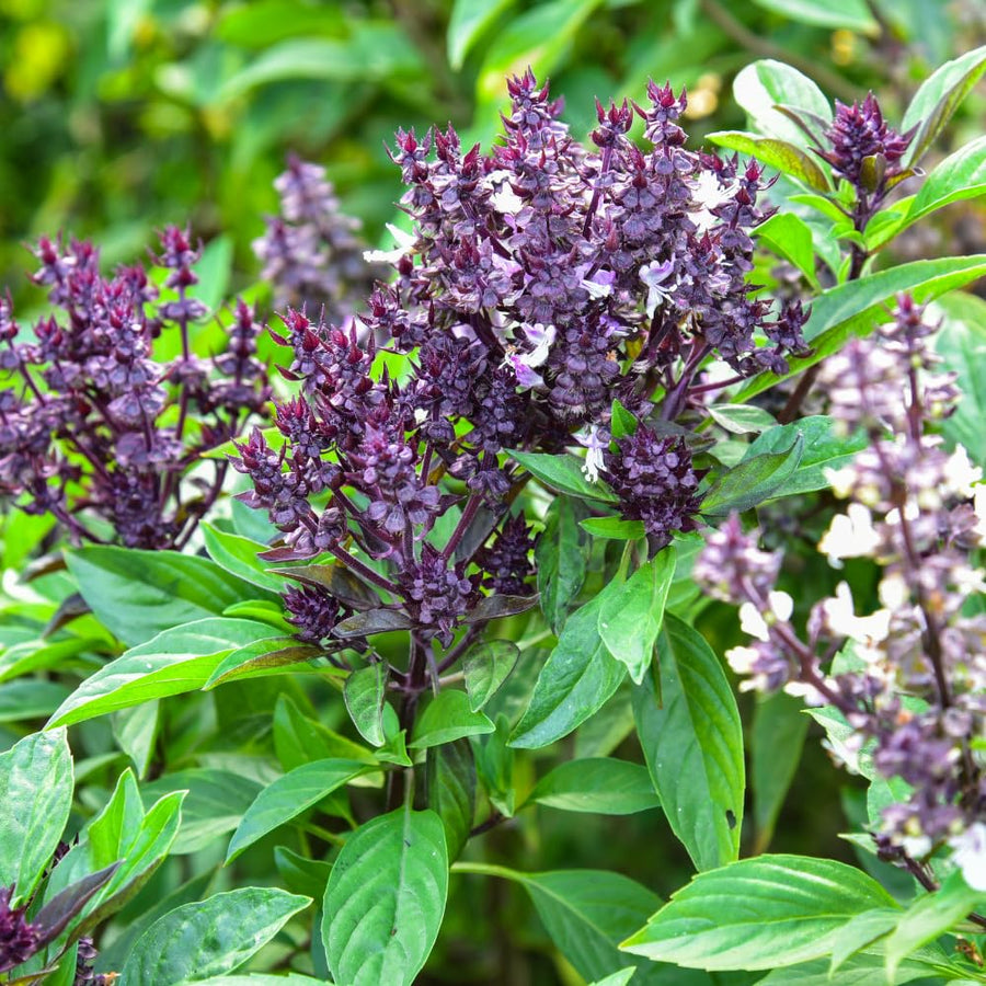 Holy Basil Live Plant in Half Gal Pot, Edible Basil Herb for Planting, Hardy, Perennial Herbs for Outdoor Garden, 8-12 Inches