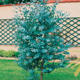 Baby Blue Eucalyptus Plant Live Indoor Outdoor- 5 to 9 Inc Tall No Pot, Fragrant Leaf, Hardy in Winter