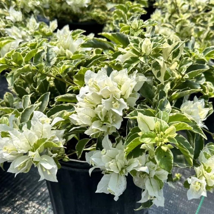 2 Trailing Bougainvillea Plants Live, Hardy Flowering Bougainvillea Plants for Hanging Basket, Container Growing, 4-8 Inches Tall (Coconut Ice)
