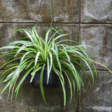 Set of 2 Live Variegated Spider Plants, Curly Spider Houseplant, No Pot, 2-4 Inches Tall for Indoor or Outdoor Planting