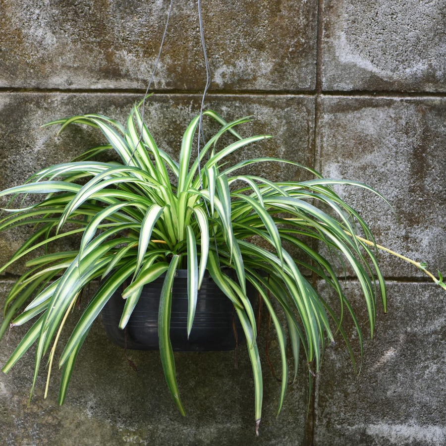 Set of 2 Live Variegated Spider Plants, Curly Spider Houseplant, No Pot, 2-4 Inches Tall for Indoor or Outdoor Planting