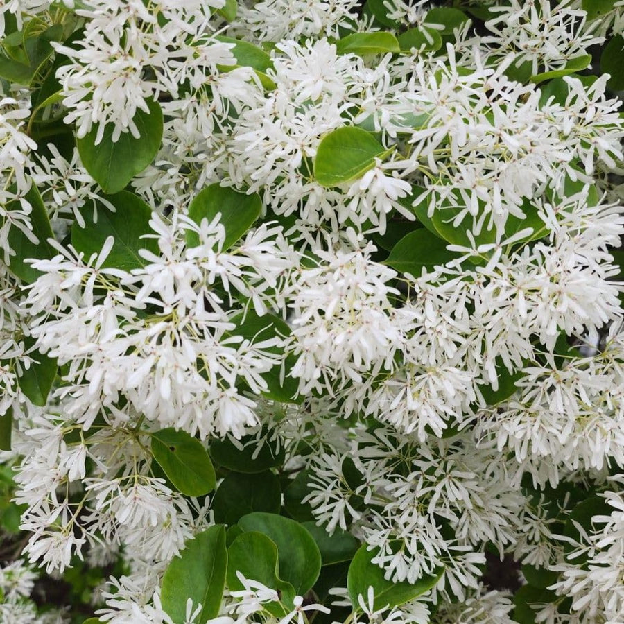 White Fringe Tree Live Plant 8-10 Inches Tall, in Quart Pot, White Fringe Plant Ornamental Shrub for Garden and Yard, Dormant in Winter