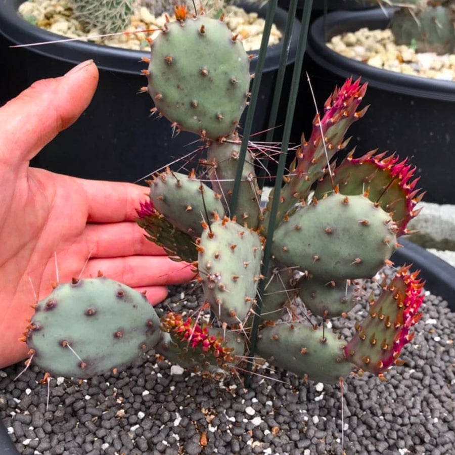 Red Prickly Pear Cactus Plants Live in 3 Inch Pot, Hardy Colorful Cactus Plants, Great for Rock Gardens and Pots