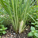 400 Lemongrass Seeds for Planting, Fragrant Lemon Grass Herb, Ideal for Outdoor Garden, Patio, Containers