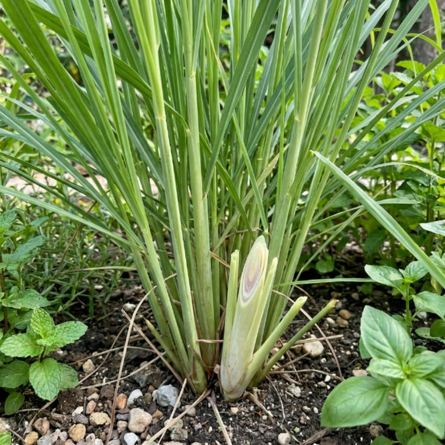 400 Lemongrass Seeds for Planting, Fragrant Lemon Grass Herb, Ideal for Outdoor Garden, Patio, Containers