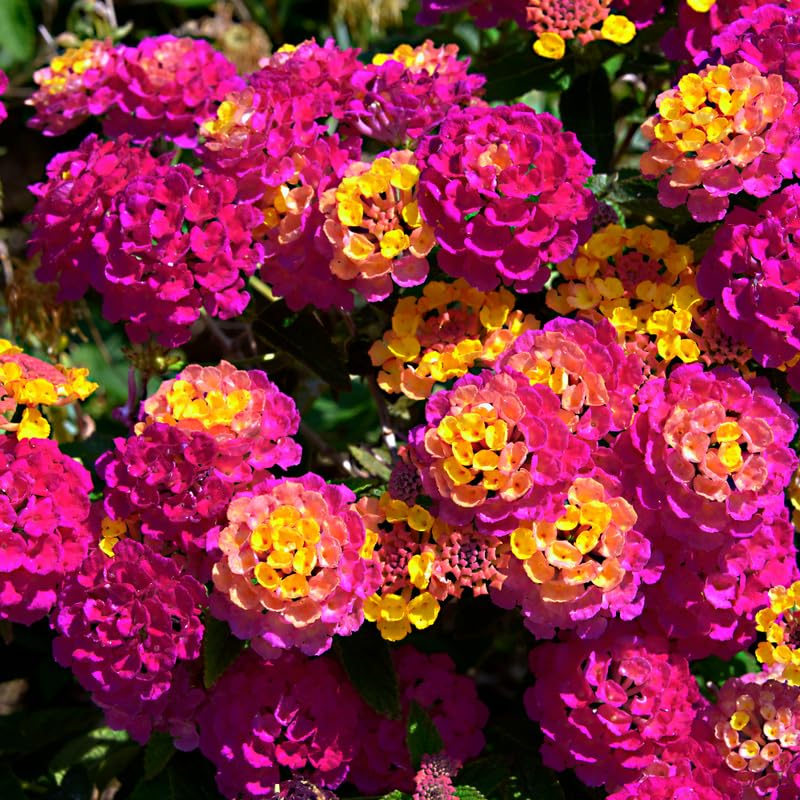 2 Lantana Plants Live, Perennial Live Flowering Lantana, Container Growing 4-9 Inch Tall - Rose