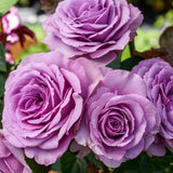 Purple Mini Rose Plant Live, Miniature Rose Bush in 3" Pot, Indoor Outdoor Flowering Plant, Compact Live Rose for Gifts and Gardens