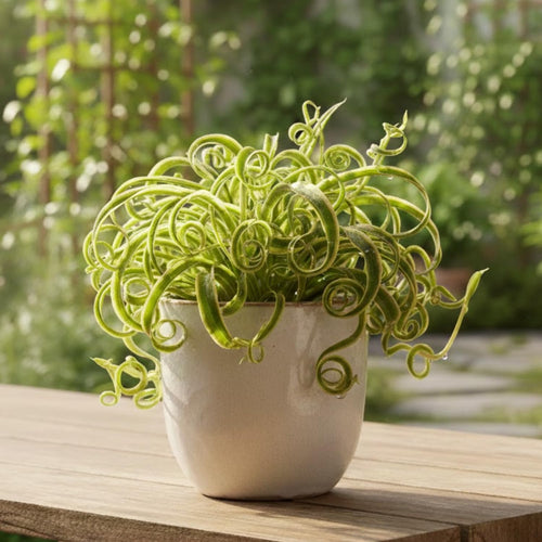 Variegated Spider Plant Live, Trailing Spider Plant for Indoor Outdoor Garden, 2-4 Inches Tall, No Pot