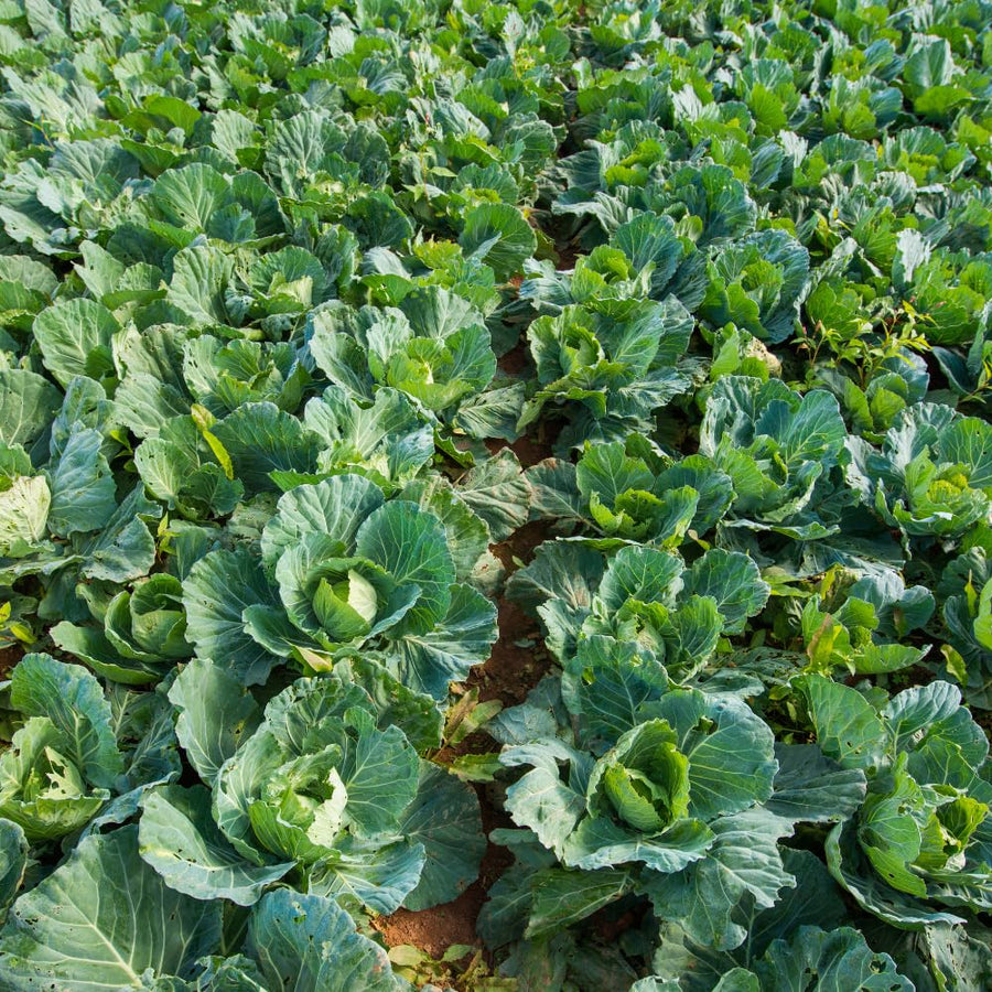 Pack 500 Cabbage Seeds for Garden Vegetable, Green Cabbage Seed, Ready for Planting in Zones 3 to 10