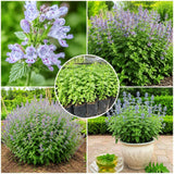 Set of 2 Catnip Live Plants, 4-6 Inches Tall, Fragrant Herb Plants for Outdoor Garden and Raised Beds