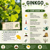 Ginkgo Tree Live Plant, Yellow Ginkgo Plant 4 to 6 Inch Tall in Pot, Cold Hardy, Low Maintenance Outdoor Garden Plant