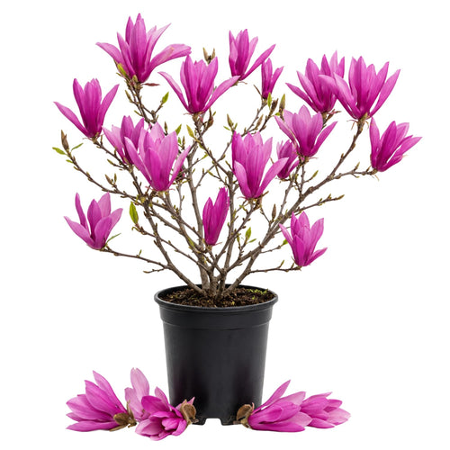 Magnolia Tree Live Plant in 2.5'' Pot, Magnolia Starter Tree, Ornamental Flowering Tree, Outdoor or Container Growing (Ann Magnolia)