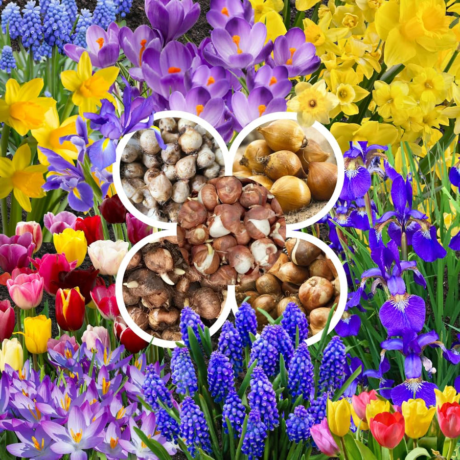 50 Top Size Early Blooming Flower Bulbs for Spring Planting, Garden, Colorful Spring Blooms, Mixed Ground Cover Flowerbeds, Borders Bulb