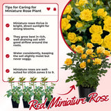 Miniature Rose Plant, Live 3.5” Potted Rose, Compact, Colorful Flowering Rose Bush for Indoor Outdoor Gardens (Yellow)