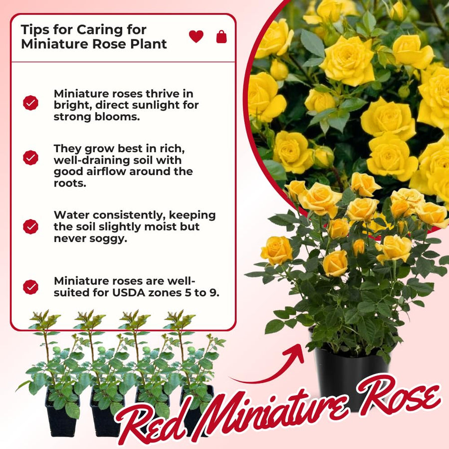 Miniature Rose Plant, Live 3.5” Potted Rose, Compact, Colorful Flowering Rose Bush for Indoor Outdoor Gardens (Yellow)