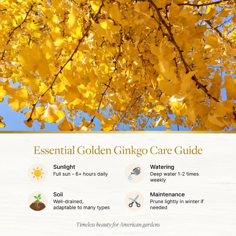 Set 2 Ginkgo Live Plant, 6-12 inches Tall, Ginkgo Tree, Hardy Ornamental, Yellow Leaf in Fall for Yard and Garden, in Quart Pot