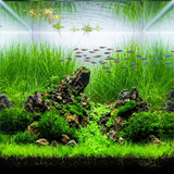 100 Aquarium Grass Seeds for Planting, Freshwater Aquarium Ground Cover Seeds, Fast-Growing Fish Tank Plants, Aquatic Plant Seeds