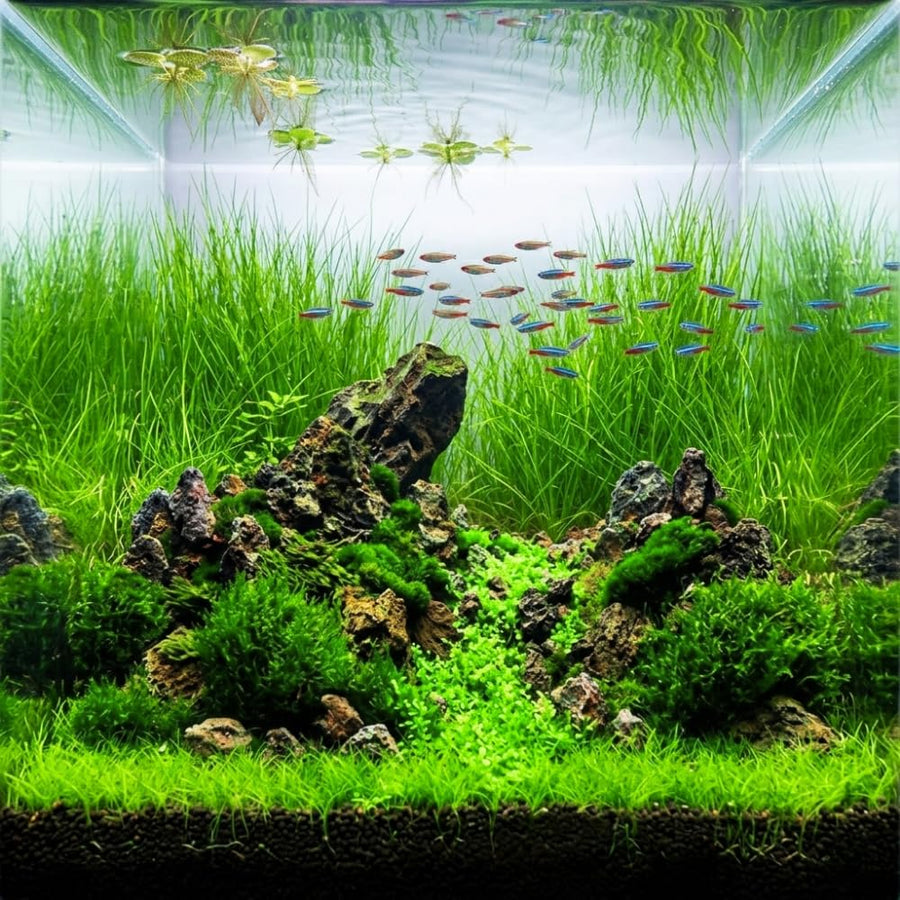 100 Aquarium Grass Seeds for Planting, Freshwater Aquarium Ground Cover Seeds, Fast-Growing Fish Tank Plants, Aquatic Plant Seeds