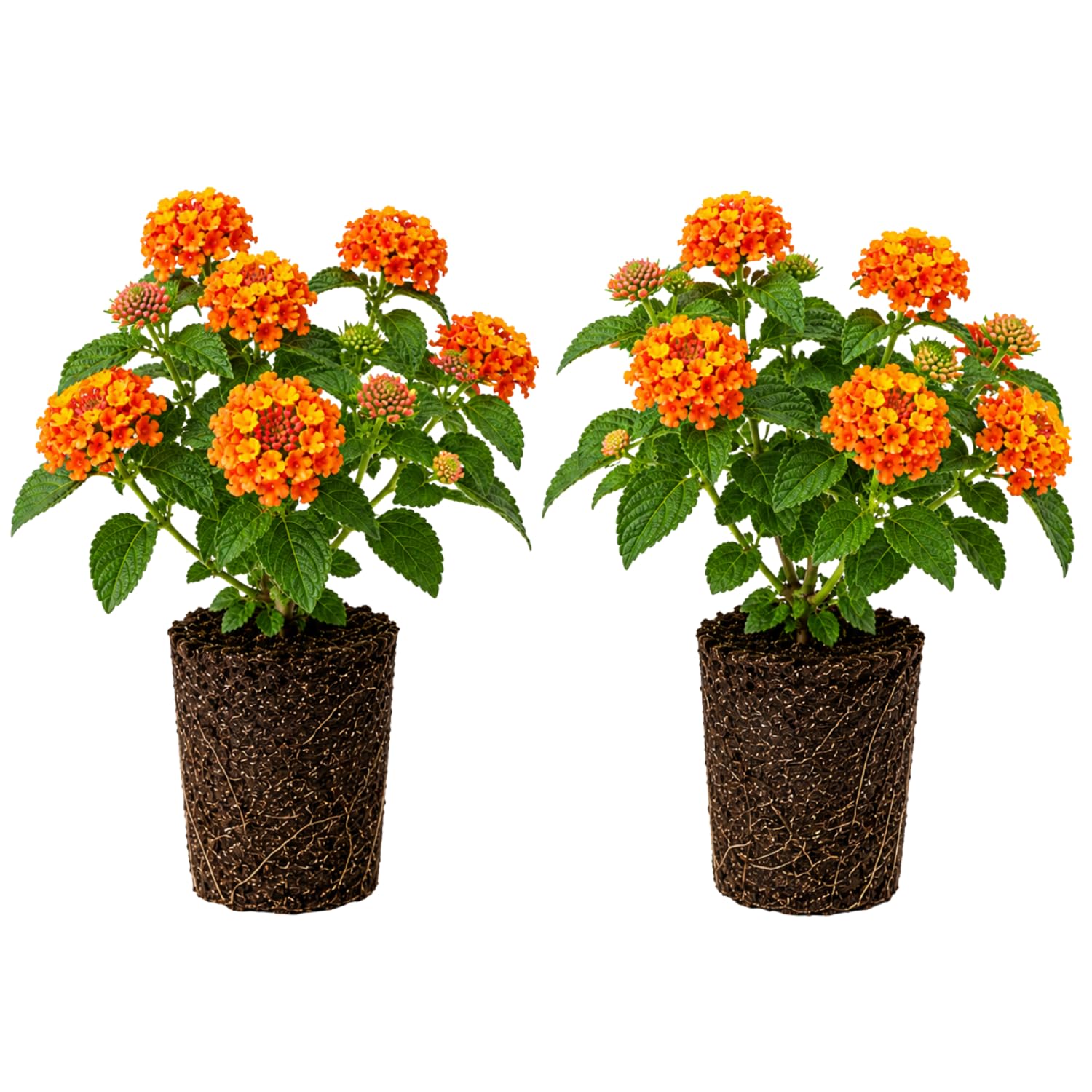 2 Lantana Plants Live, Perennial Live Flowering Lantana, Container Growing 4-9 Inch Tall - Orange