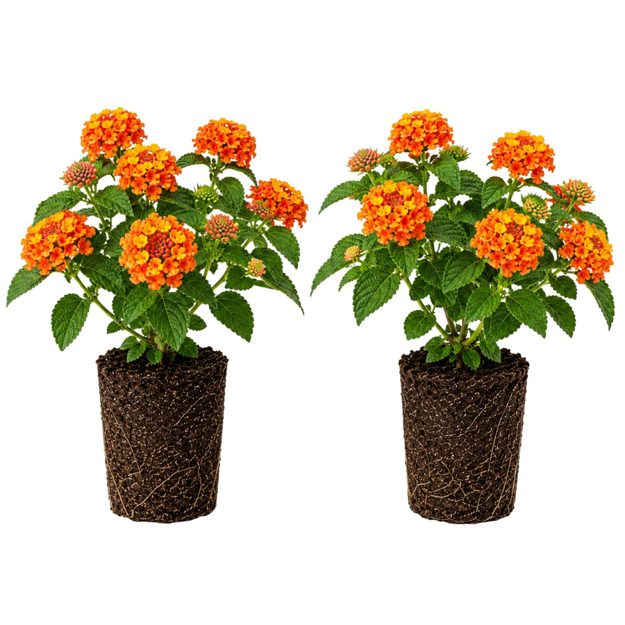 2 Lantana Plants Live, Perennial Live Flowering Lantana, Container Growing 4-9 Inch Tall - Orange