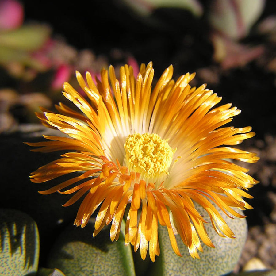 20 Multicolor Lithops Plants Live, Mix Lithops Succulents Plants Live, Rare Living Stones Indoor Outdoor Plant, Bare Root Without Pot and Soil