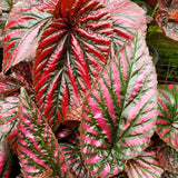 Set 3 Begonias Live Plants, Red Begonia, No Pot, Starter 4 to 8 Inc Tall, Indoor Outdoor Houseplant