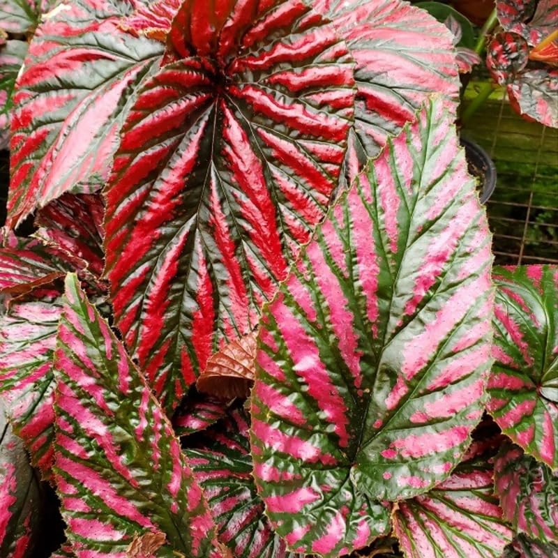 Set 3 Begonias Live Plants, Red Begonia, No Pot, Starter 4 to 8 Inc Tall, Indoor Outdoor Houseplant