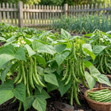 Live Green Beans Plant for Planting, 4 to 6 Inches Tall, Green Bean Vegetable Plant, Ready to Grow Vegetable Plant for Raised Beds and Containers