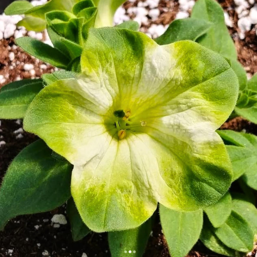 2 Petunia Live Plants, Pistachio Cream Petunia Flowers, Live Petunias Plants Outdoor Indoor, 5-9 Inch Tall