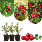 Set of 3 Live Cranberry Plants, 3 to 5 Inches Tall, Cranberry Starter Plants Live, Edible Berry Plants for Raised Beds, Containers, and Outdoor Landscapes