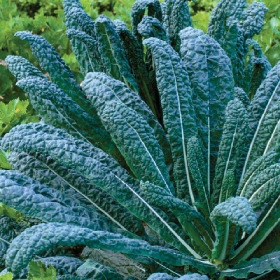 Live Blue Kale Plant, Edible Kale Vegetable, 6-8 Inches Tall, Starter Plant for Garden or Containers