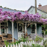Live Purple Wisteria Live Plant, Climbing Wisteria, Flowering Vine, 6-12 Inch Tall 2.5 Inch Pot for Indoor or Outdoor Planting