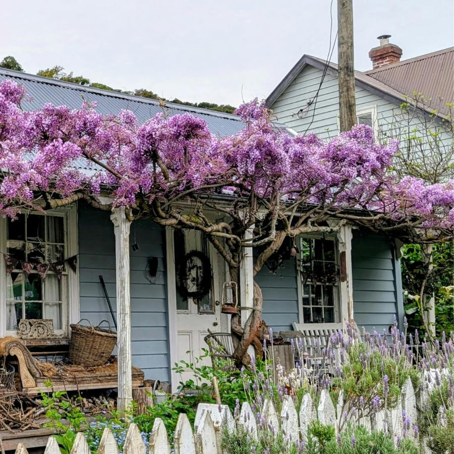 Live Purple Wisteria Live Plant, Climbing Wisteria, Flowering Vine, 6-12 Inch Tall 2.5 Inch Pot for Indoor or Outdoor Planting