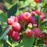 Pink Lemonade Blueberry Bushes Live Plant 4'' Potted, Fully Rooted, Sweet, High Yielding Blueberry Plants for Growing Outdoor