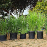 4 Lemongrass Live Plants, Lemon Grass Rooted Plants 8-10'', Ready to Plant Indoor Outdoor