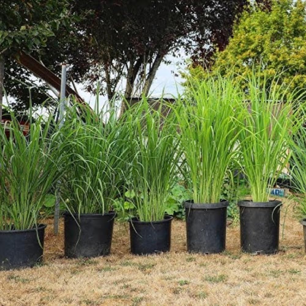 4 Lemongrass Live Plants, Lemon Grass Rooted Plants 8-10'', Ready to Plant Indoor Outdoor