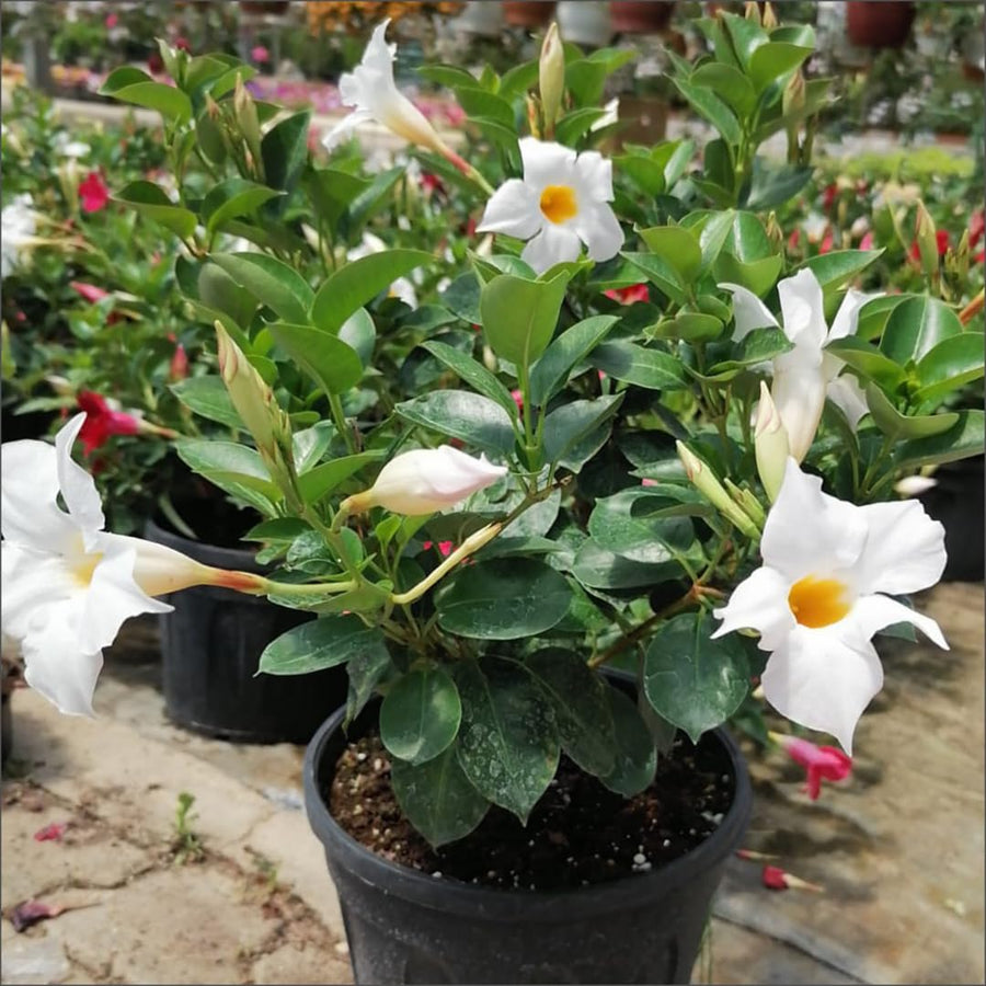 White Mandevilla Live Plants Vine, Set 2 Plants, Live Mandevilla Flower Plants Gardening, No Pot, Size Plant 5 to 7 Inc