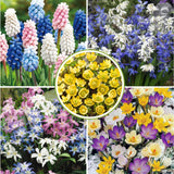 50 Top Size Early Blooming Flower Bulbs for Spring Planting, Garden, Colorful Spring Blooms, Mixed Ground Cover Flowerbeds, Borders Bulb