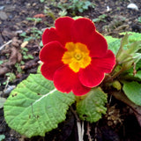 Set 2 Red Primrose Plants Live, Hardy Primrose Flower Live Plant from 5'' Long