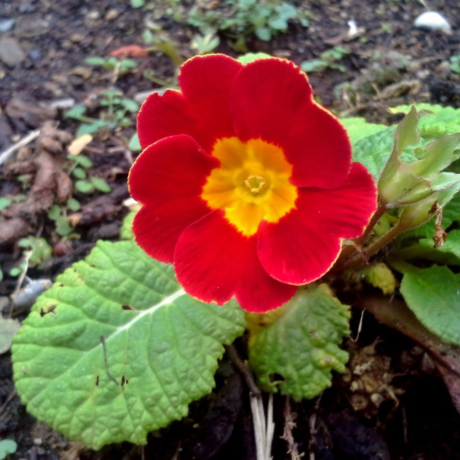 Set 2 Red Primrose Plants Live, Hardy Primrose Flower Live Plant from 5'' Long