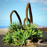 Green Agave Live Plant, 8 Inches Tall in 4 Inch Pot, Agave Succulent Plant for Indoor or Outdoor Growing