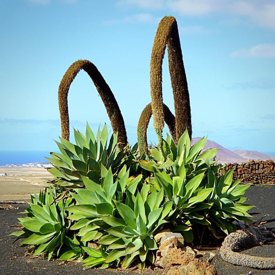 Green Agave Live Plant, 8 Inches Tall in 4 Inch Pot, Agave Succulent Plant for Indoor or Outdoor Growing