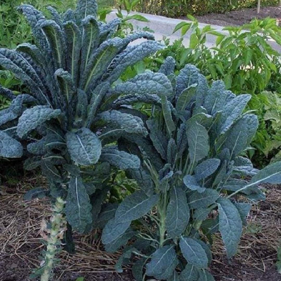 Set of 2 Live Blue Kale Plants, Edible Kale Vegetable Plant, 4 Inch Pot, for Planting